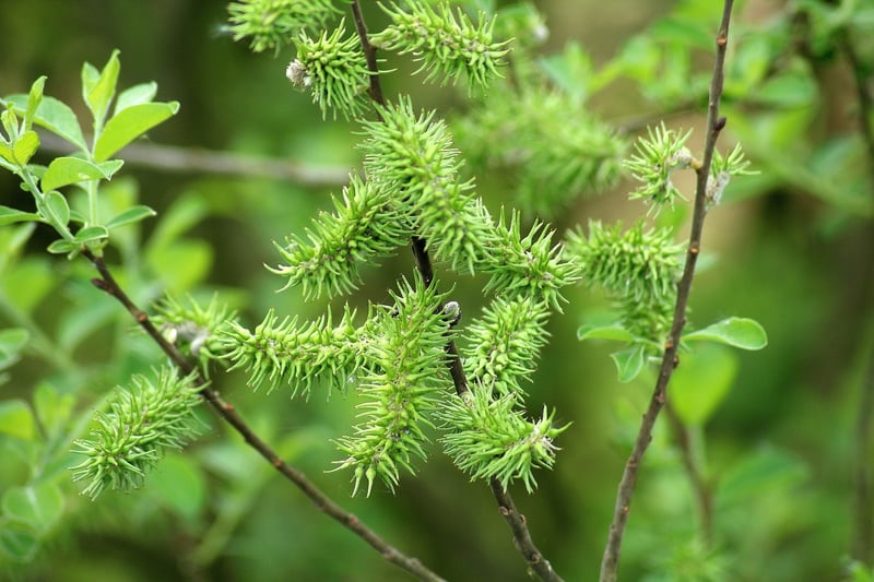 Flowering varieties