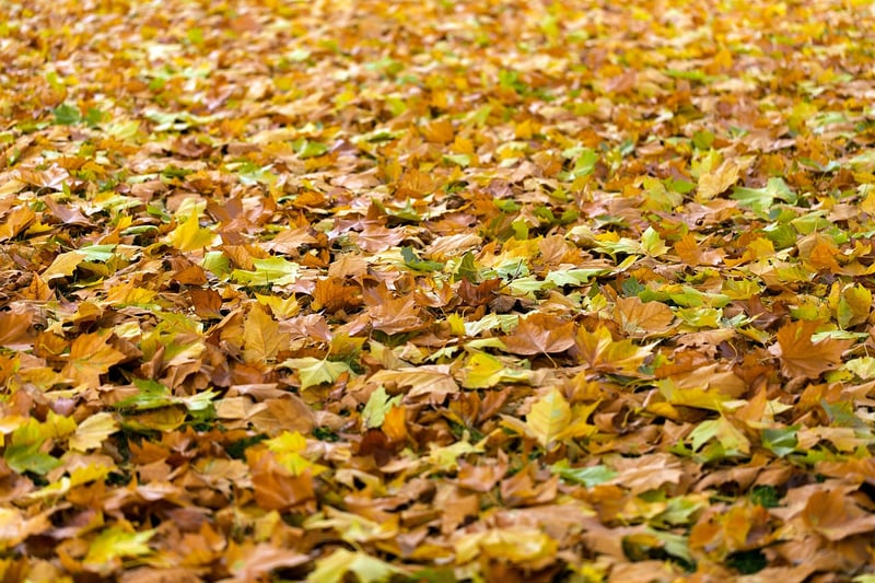 Autumn Vertical Garden Care