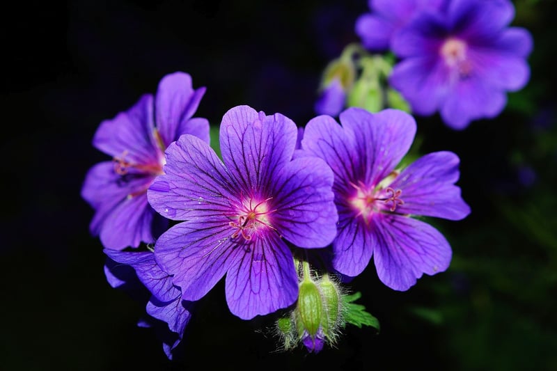 Flowering Plants