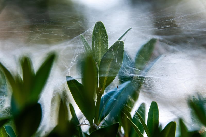 Spider Plants