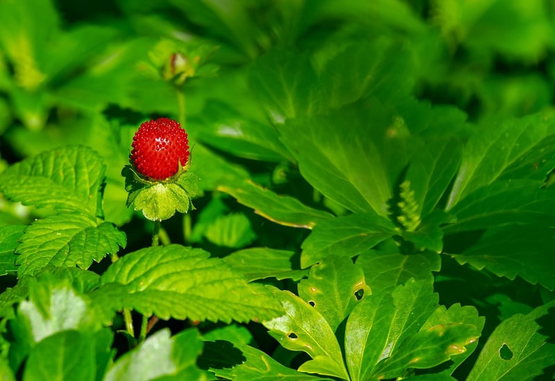 Vertical Garden with Strawberries