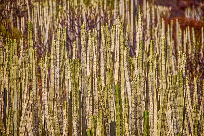 Succulent Wall Art